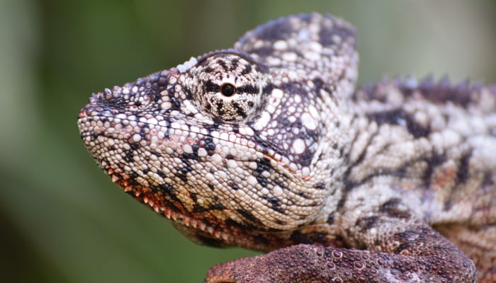 Chameleon in Majunga, Madagascar