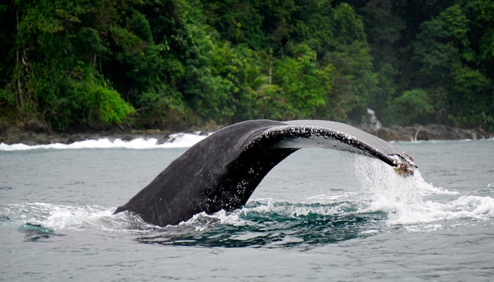 Humpback whale in Bahia Solano, Colombia