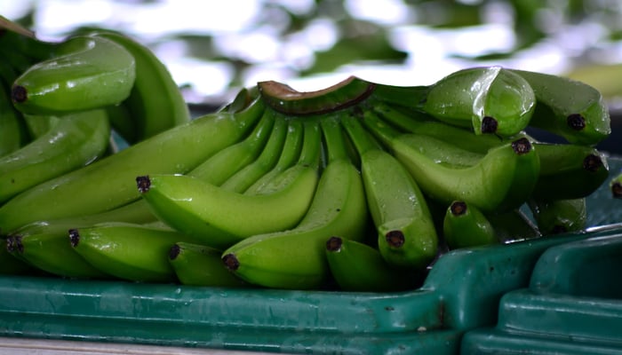 Green bananas in Machala, Ecuador