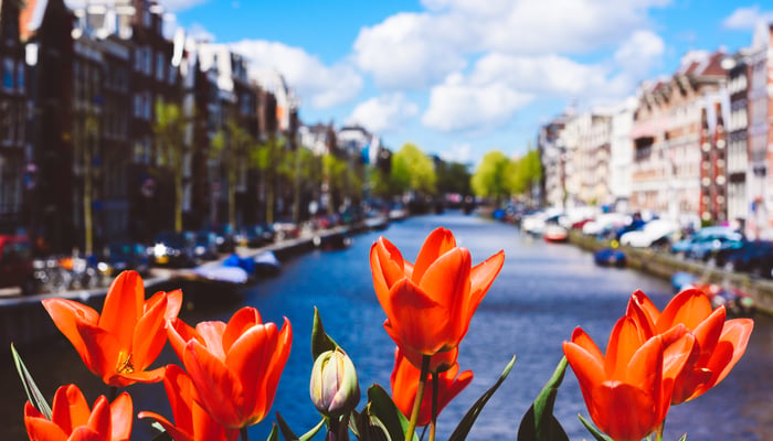 Tulips in Amsterdam, Netherlands