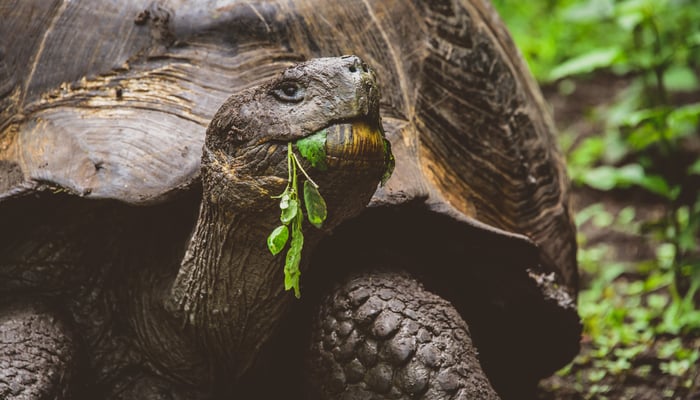 Galapagos giant tortoise on Santa Cruz island