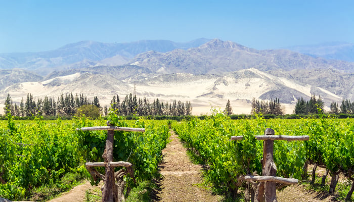Vineyards in Pisco, Peru