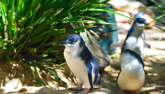 Little blue penguins in Australia