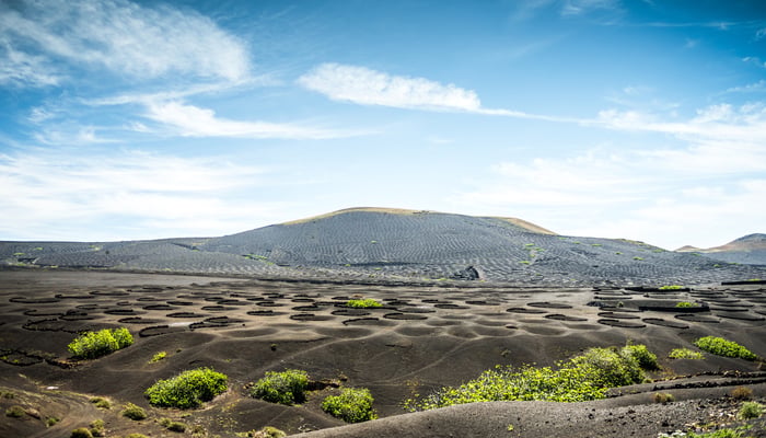 La Geria vineyards, Lanzarote