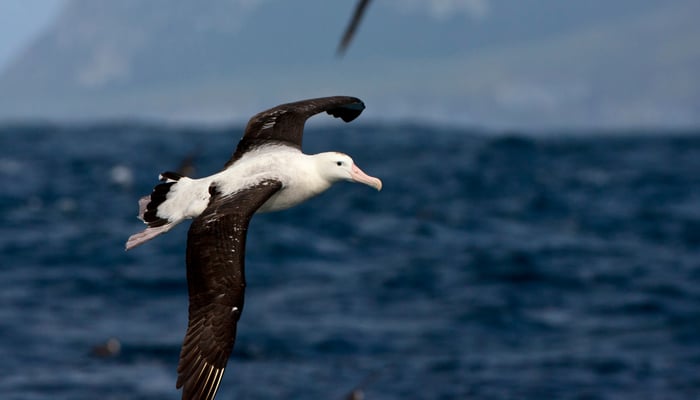 Tristan albatross, Gough Island