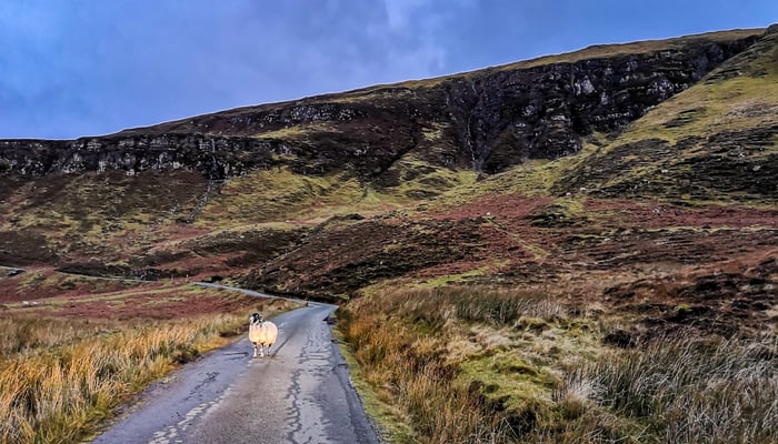 Sheep on the Isle of Raasay, Scotland