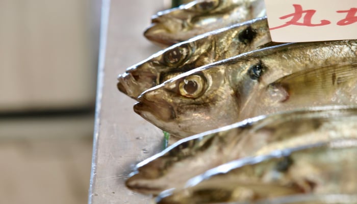 Moonfish on sale in Sakaiminato, Japan