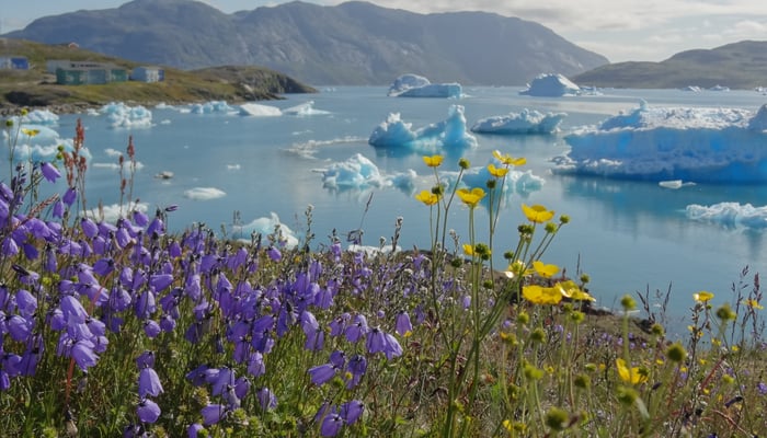 Flowers in Narsaq, Greenland