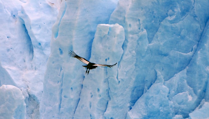 Condor Glacier, Chile