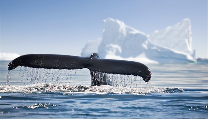 Whale tail in Antarctica