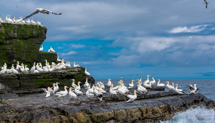 Gannets on the Isle of Noss, Scotland