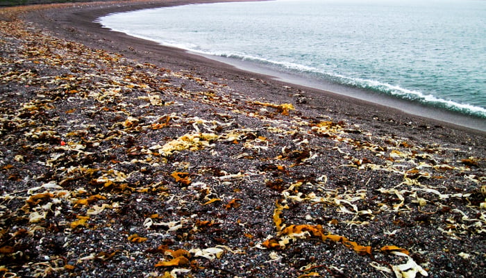 Stone beach, Saint Pierre & Miquelon