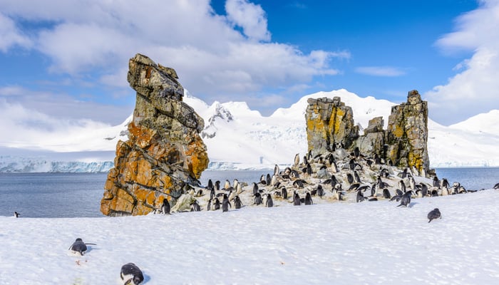 Chinstrap penguins on Half Moon Island, Antarctica