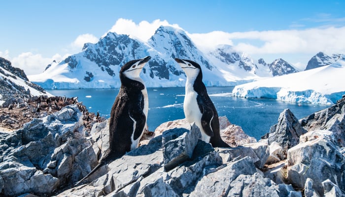 Chinstrap penguins in Antarctica