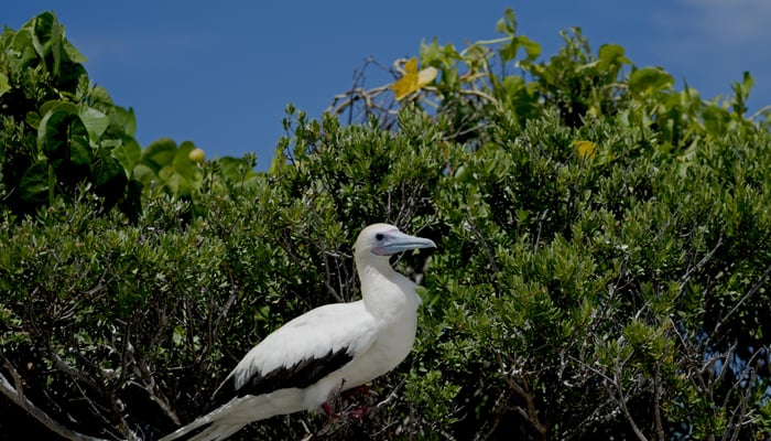 Red-footed booby, Aldabra Atoll, Seychelles