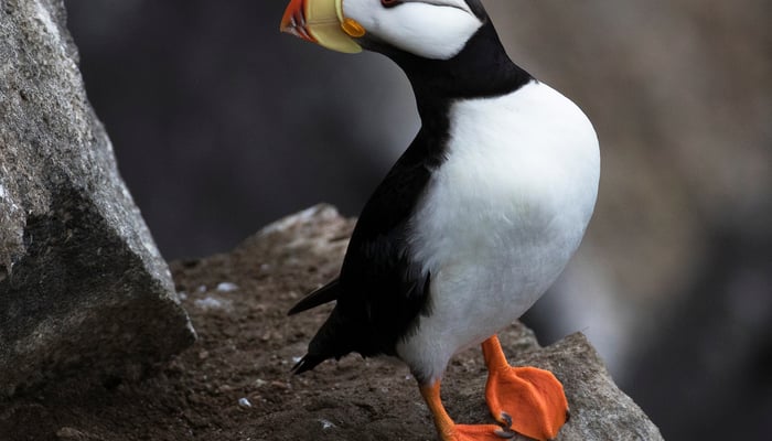 Horned puffin on St Paul Island, Alaska
