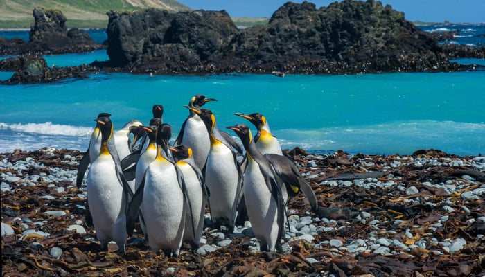King Penguins can be found on the subantarctic island of Macquarie Island in Australia