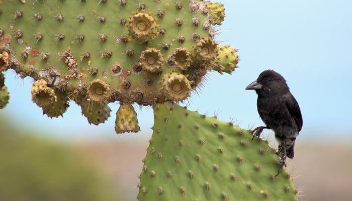 Black Darwin Finch on Prickly Pear