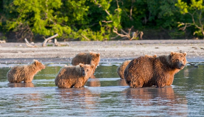 Russian Far East cruises - Brown bears in Kamchatka