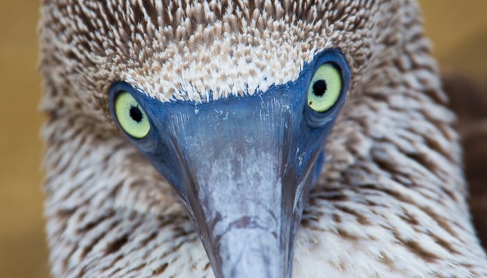 Galapagos blue footed booby