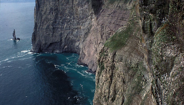 Guillemot colony on Bjørnøya, Norway (Photo by Michael Haferkamp)