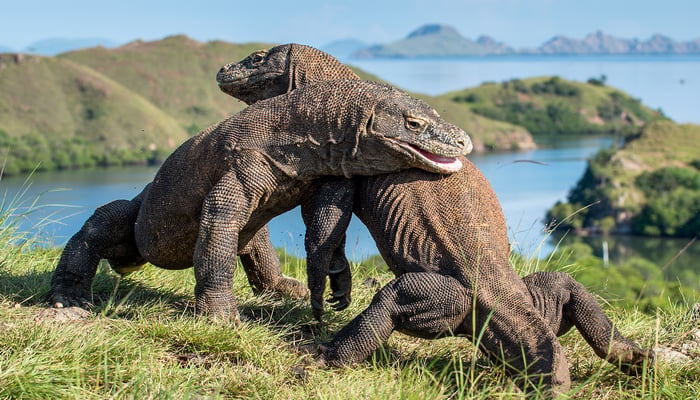 Komodo dragons fighting on Rinca Island, Indonesia