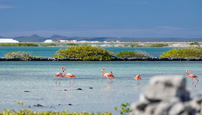 Flamingos on Bonaire