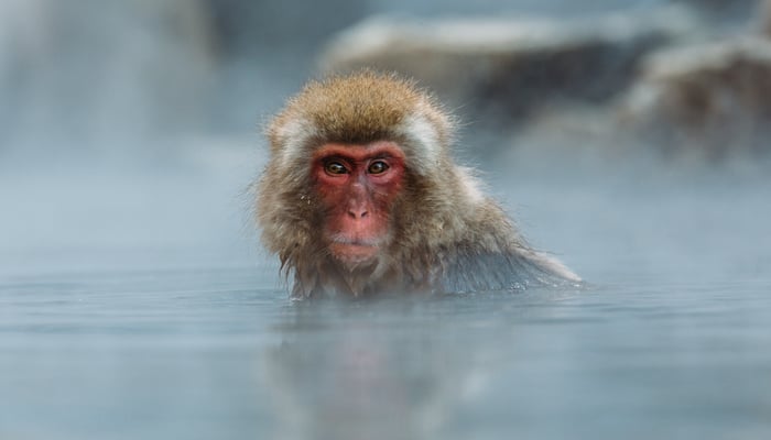 Japan expedition cruises - Snow monkeys