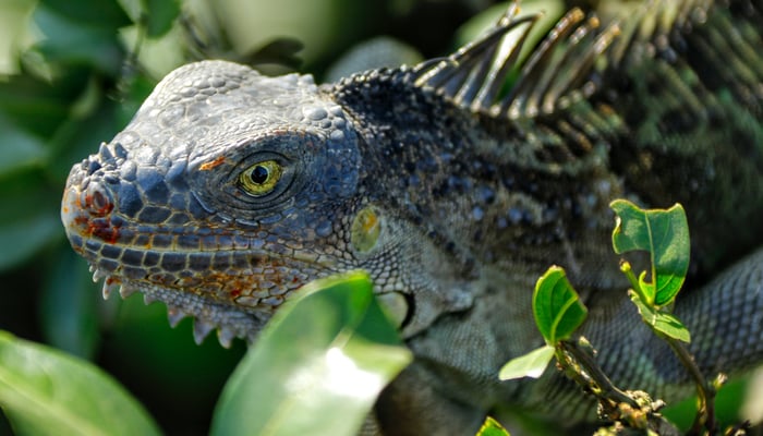 See green iguanas in Costa Rica