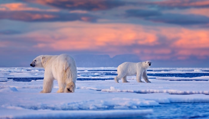 see Polar bears in Svalbard Norway 