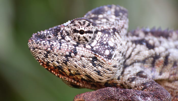 chameleon in majunga madagascar