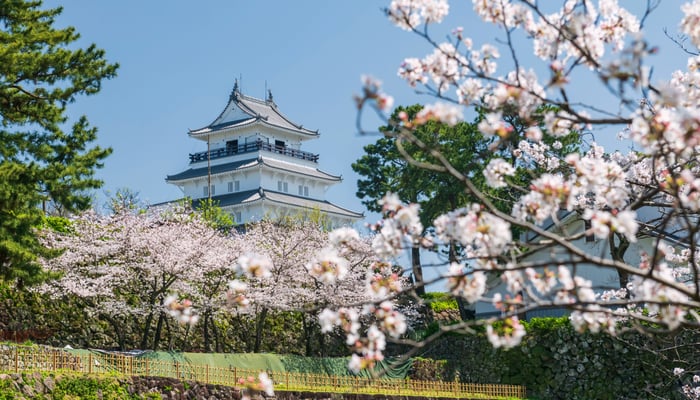 Cherry blossom blooming in front of Shimabara castle in Nagasaki Japan