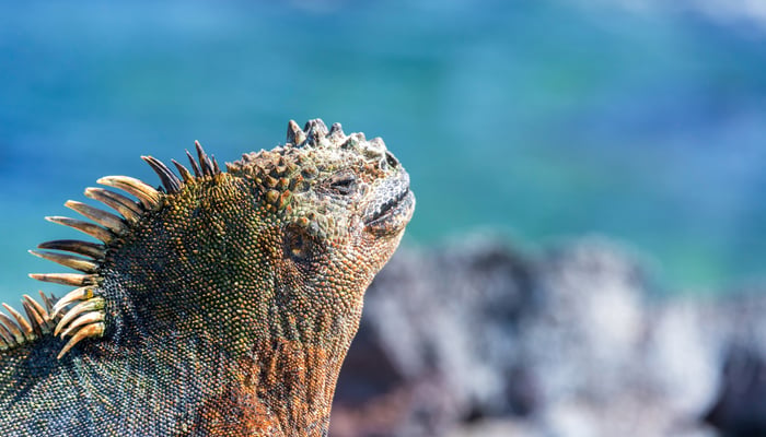 Marine Iguanas can be seen on a Galapagos cruise