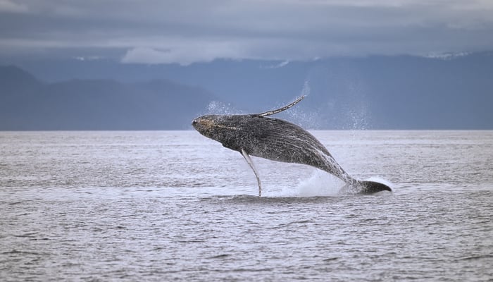 Humpback whale in Frederick Sound, Alaska