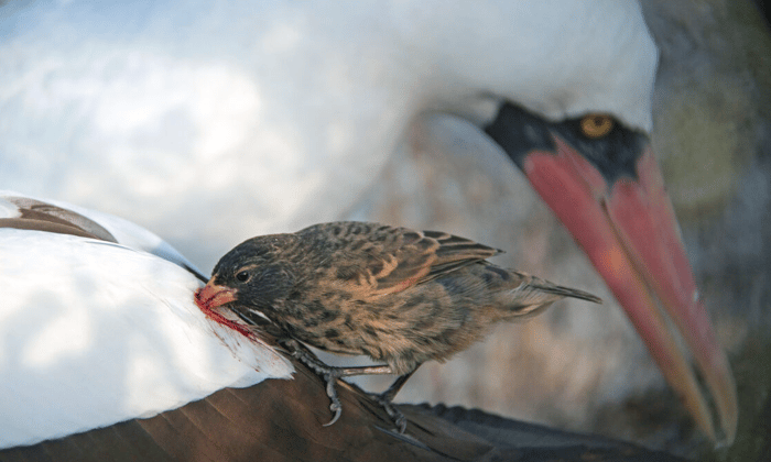 Nazca booby and vampire finch credit Simon Pierce