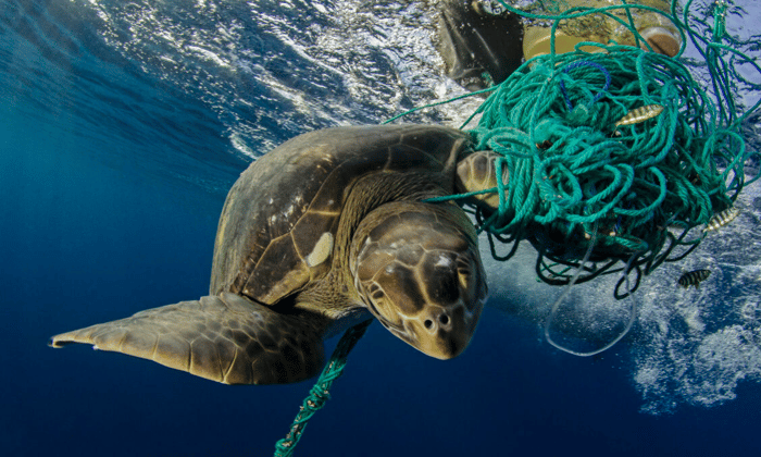 Green Turtle entangled in plastic credit Jonathan Green
