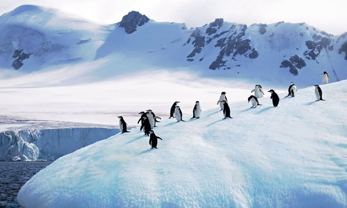 Chinstrap Penguins in Antarctica