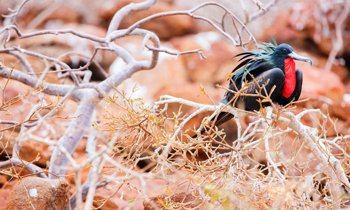 Male frigatebird on North Seymour, Galápagos