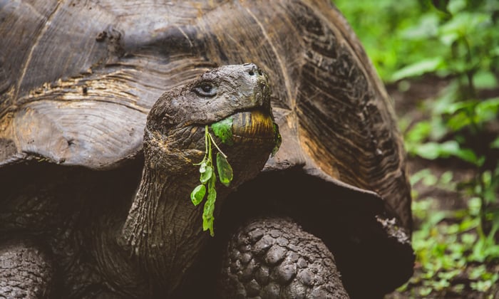 A giant tortoise on Santa Cruz Island in the Galápagos
