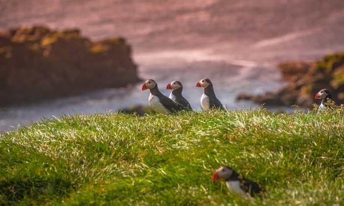 Icelandic_puffins_Grimsey