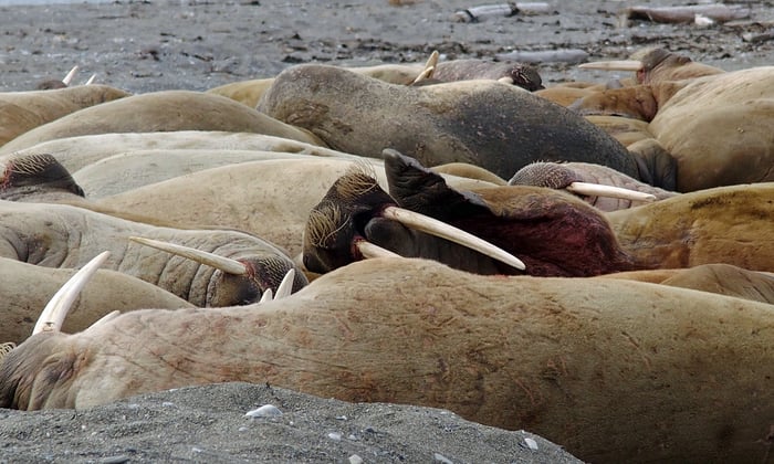 Walrus in Svalbard