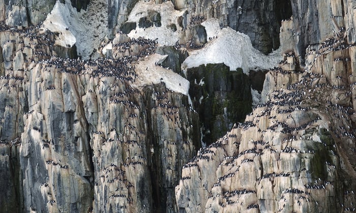 Bird cliffs in Svalbard
