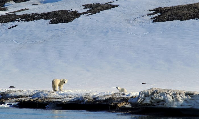 Polar bears in the Arctic