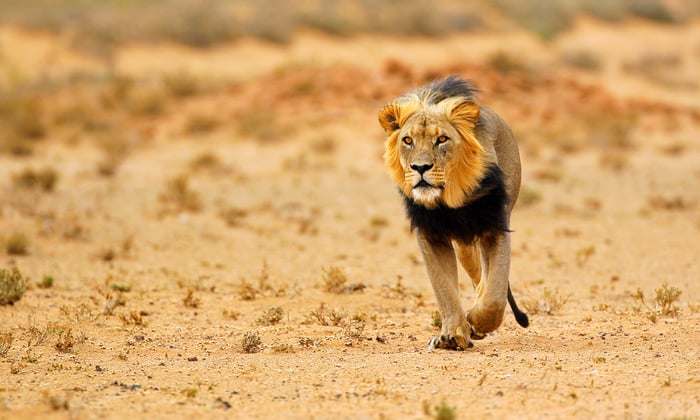 best-cruises-south-africa