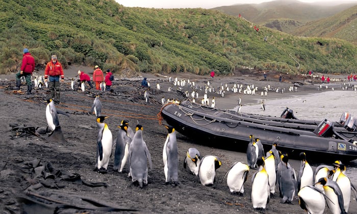 Exploring New Zealand's sub-Antarctic islands with Ponant