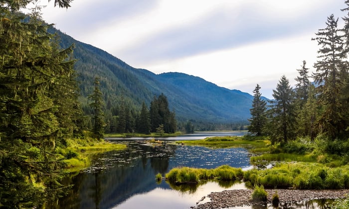 Trees in the Tongass National Forest near Juneau in Alaska