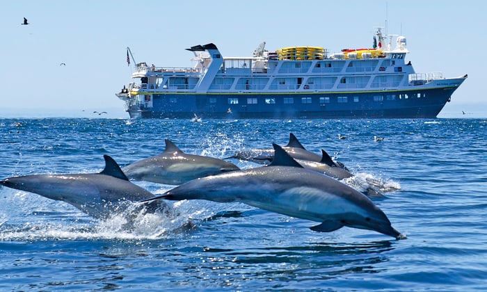 Dolphins off Baja California, Mexico