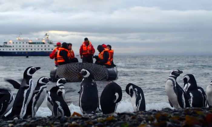 Australis - Magellanic penguins