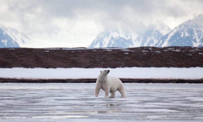 Silversea Expeditions - Polar bear in the Arctic