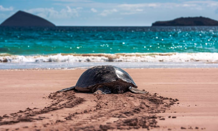 Giant_Tortoise_in_Galapagos_Islands